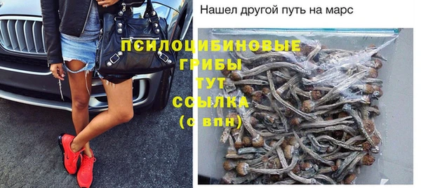 хмурый Аркадак