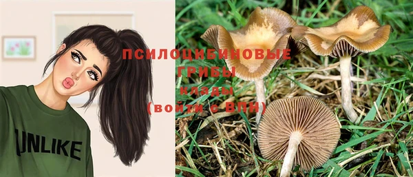 хмурый Аркадак